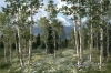 High Country Aspen & Daisies